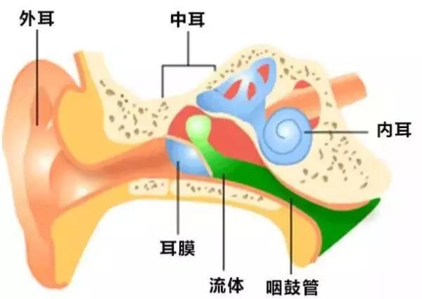 滴鼻剂也能巧治中耳炎..如何正确使用滴鼻剂